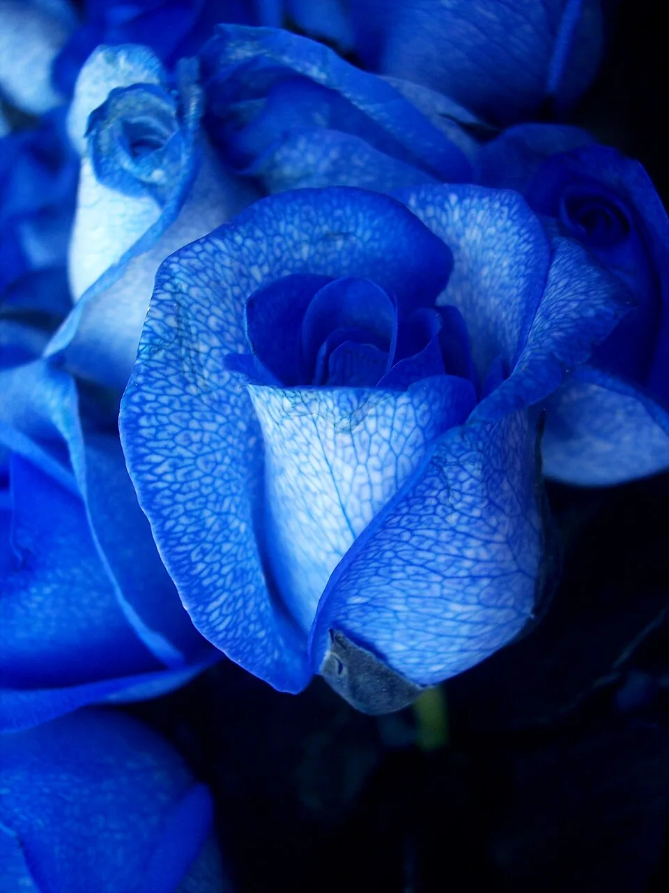 A blue rose