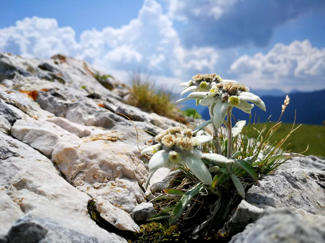 Edelweiss growing between rocks on a mountainside