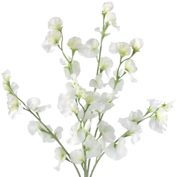 White sweet pea flowers